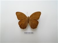 藏品(褐翅蔭眼蝶)的圖片